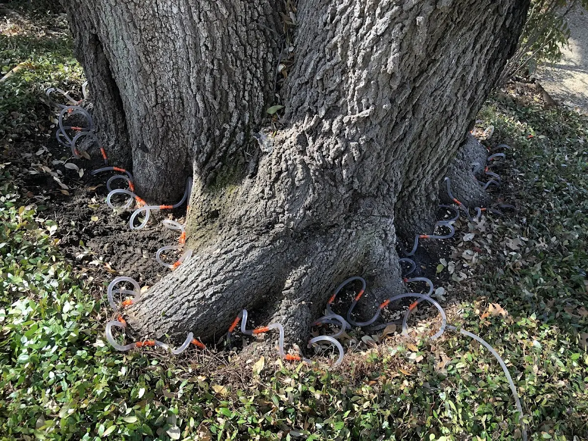 Detailed Tree Cabling and Bracing job site in White Lake